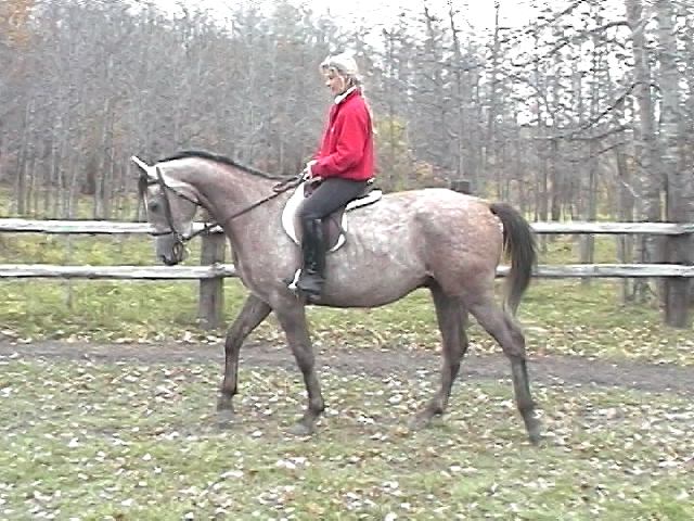 whv-fritz-walking-whv.jpg